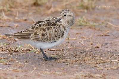 Baird's Sandpiper