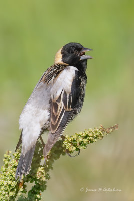 Bobolink
