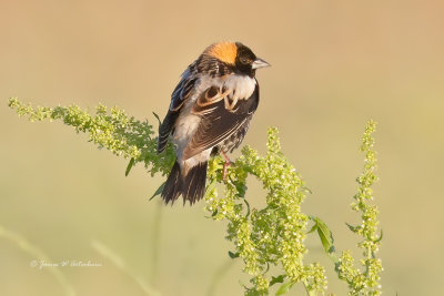 Bobolink
