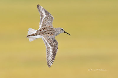 Dunlin