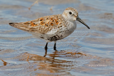 Dunlin