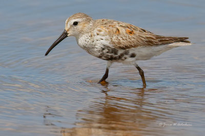 Dunlin