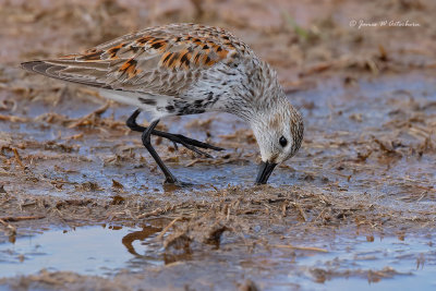 Dunlin