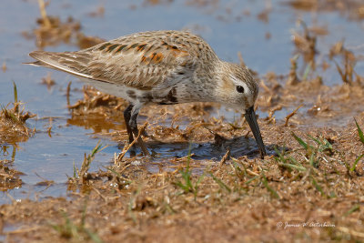 Dunlin