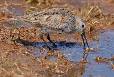 Dunlin