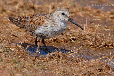 Dunlin