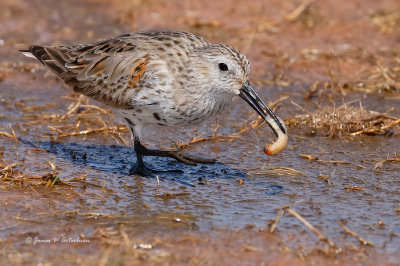 Dunlin