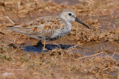 Dunlin