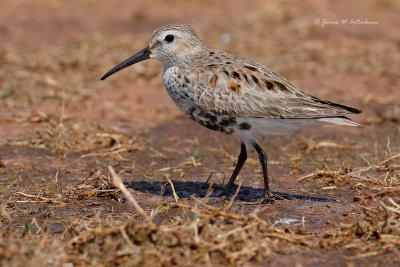 Dunlin