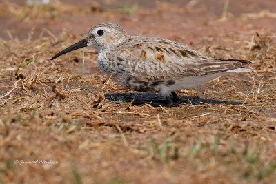 Dunlin