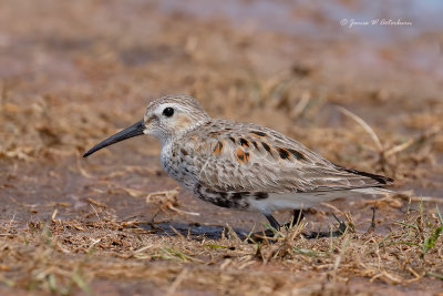 Dunlin