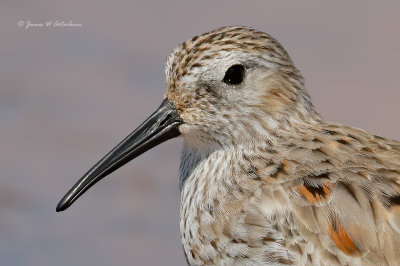 Dunlin