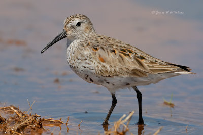 Dunlin