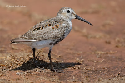 Dunlin