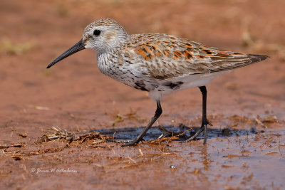 Dunlin