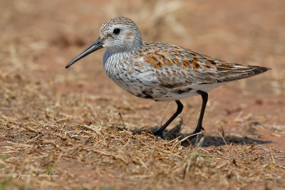 Dunlin