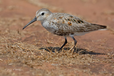 Dunlin