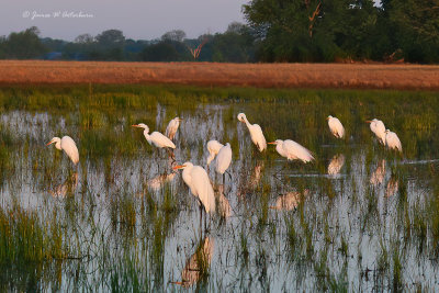Great Egret
