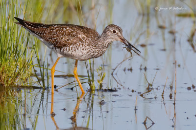 Greater Yellowlegs