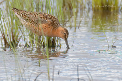 Short-billed Dowitcher