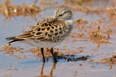 White-rumped Sandpiper