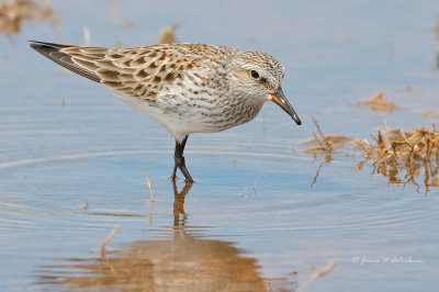 White-rumped Sandpiper