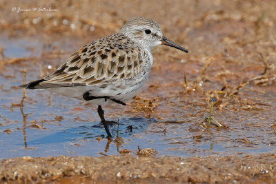 White-rumped Sandpiper