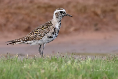 American Golden-Plover