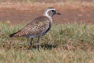 American Golden-Plover