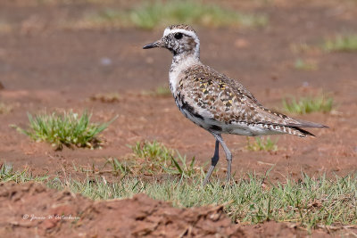 American Golden-Plover