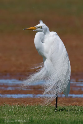 Great Egret