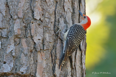 Red-bellied Woodpecker