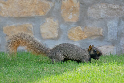 Eastern Fox Squirrel