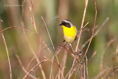 Common Yellowthroat