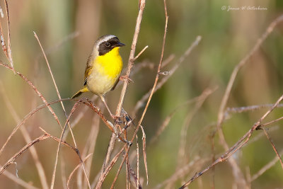 Common Yellowthroat