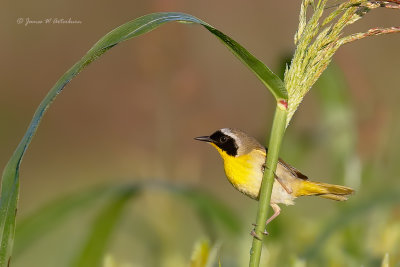 Common Yellowthroat