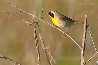 Common Yellowthroat