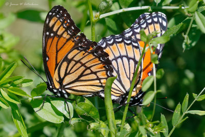 Viceroy