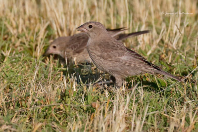 Brown-headed Cowbird