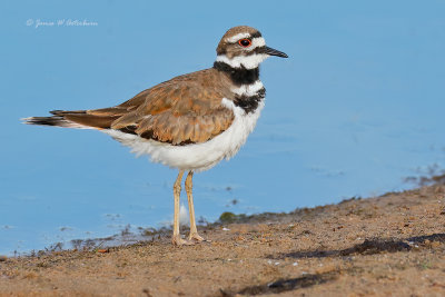 Killdeer