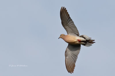 Mourning Dove