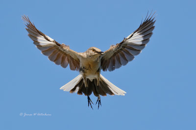 Northern Mockingbird
