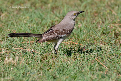 Northern Mockingbird