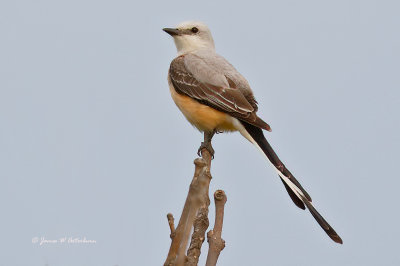 Scissor-tailed Flycatcher