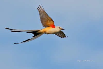 Scissor-tailed Flycatcher