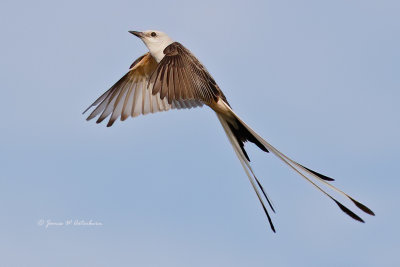 Scissor-tailed Flycatcher