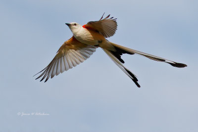 Scissor-tailed Flycatcher