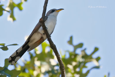 Yellow-billed Cuckoo