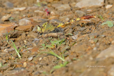 Jade Clubtail