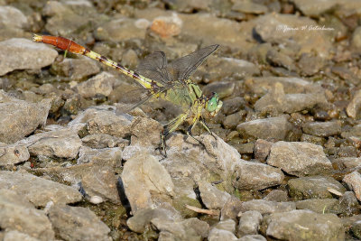 Jade Clubtail